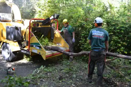 tree services Hotchkiss